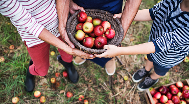 Overhead shot of three people holding a basket of apples in an orchard.