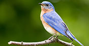 Eastern bluebird (New York state bird)